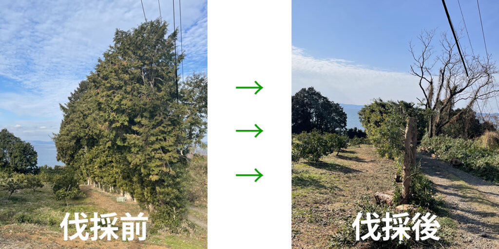 防風林の施工前と施工後
